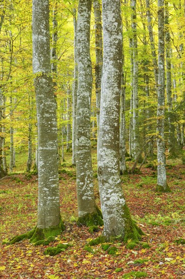 Beech forest in autumn