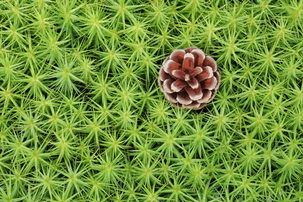 Pine cones in maidenhair moss