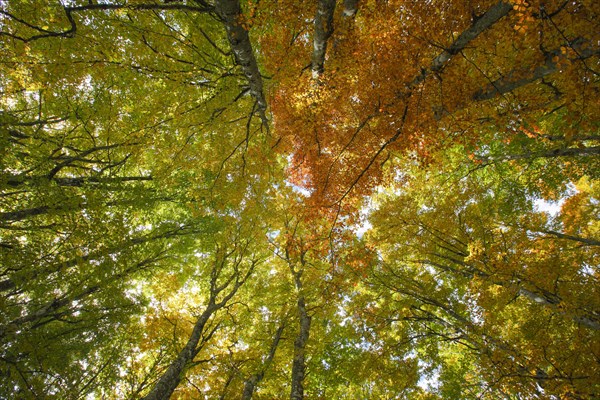 Beech forest in autumn