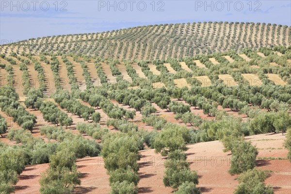 Olive groves