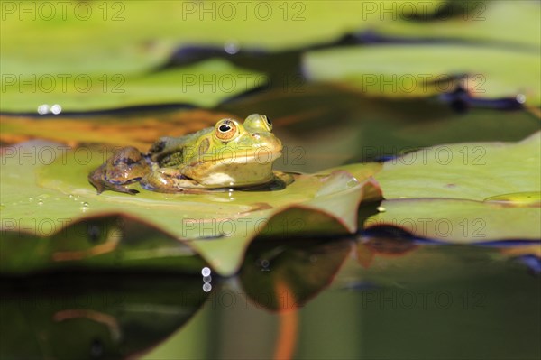 Green frog