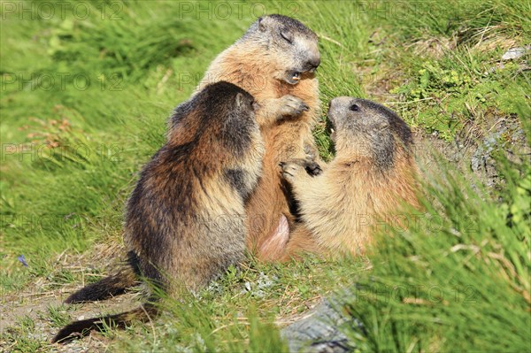 Alpine Marmot