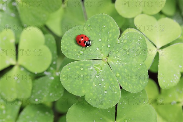 Seven-spot ladybird on clover