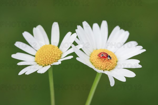 Two-spotted ladybird on daisy