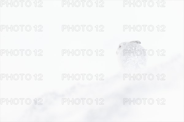 Mountain hare