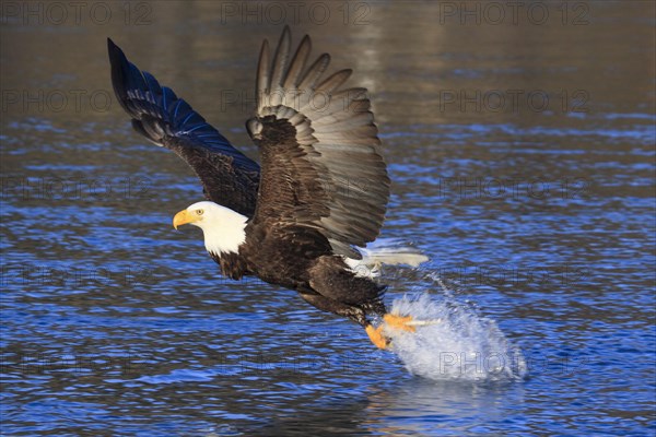 Bald eagle