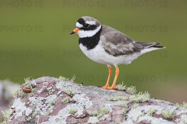 Ringed plover