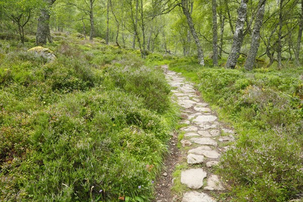 Footpath in birch forest