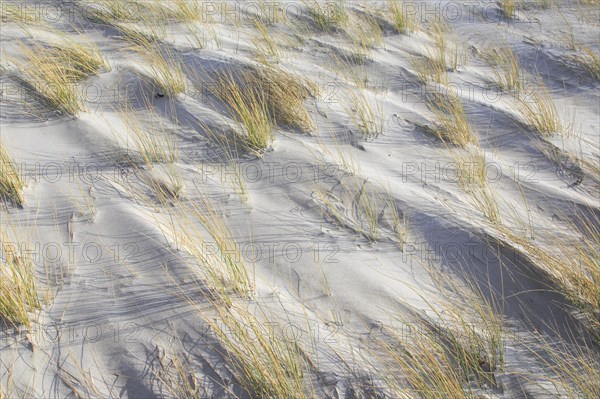 Marram Grass