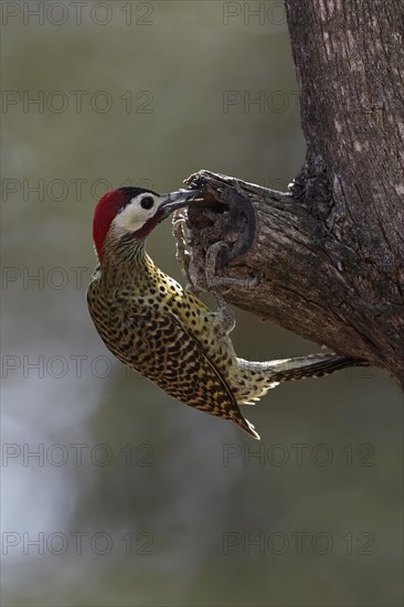 Green-barred woodpecker