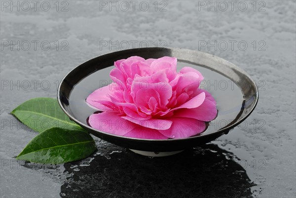 Camellia flower