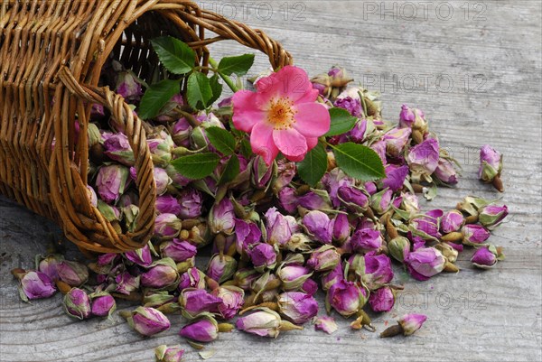 Dried rosebuds in baskets