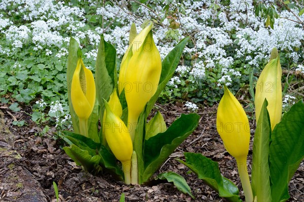 Western skunk cabbage