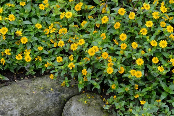 Creeping Zinnia