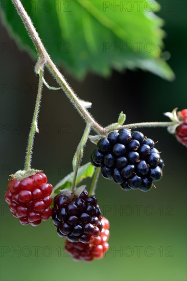 Blackberry