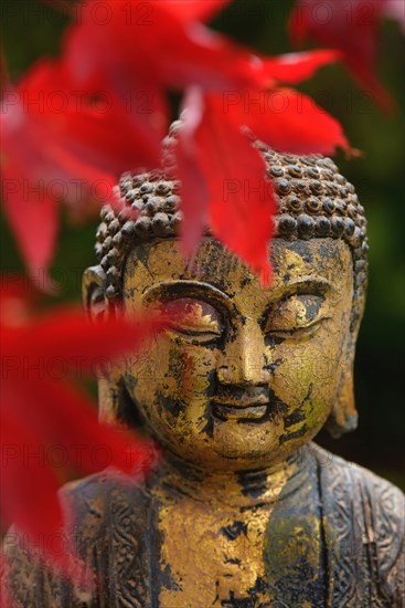 Buddha head with autumn leaves