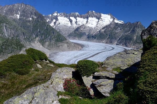 Great Aletsch Glacier