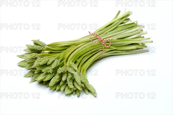 Pyrenees-Star-of-Bethlehem