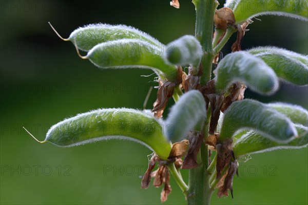 Seed stage of a lupin