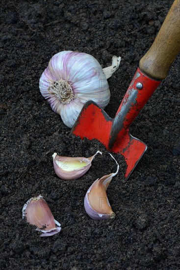 Garlic cloves with garden shovel