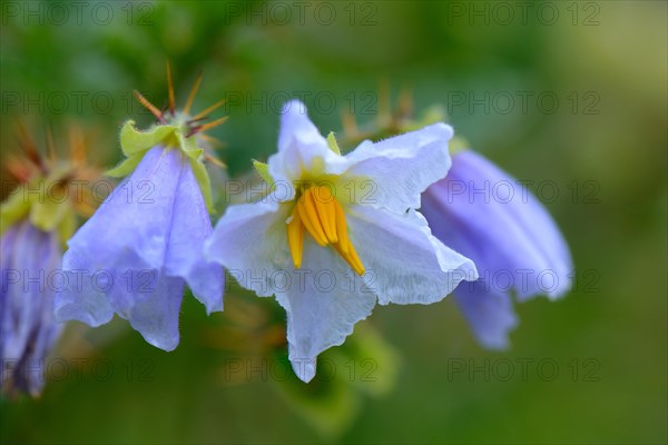 Sticky nightshade