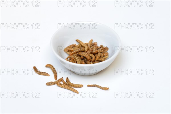 Mealworms in shell