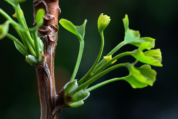 Ginkgo