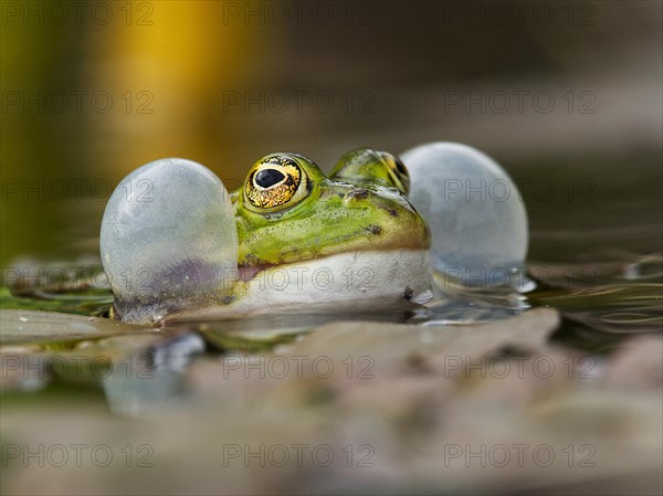 Green frog