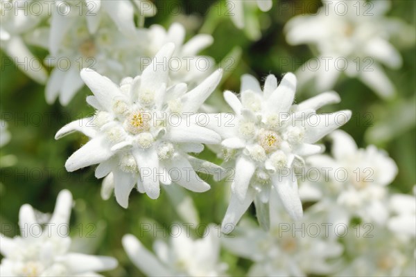 Alpine Edelweiss