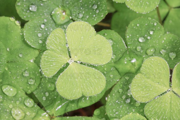 Forest clover with water drop