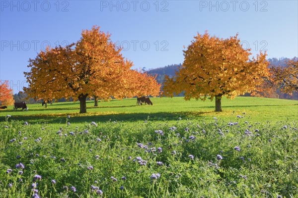 Cherry trees in autumn