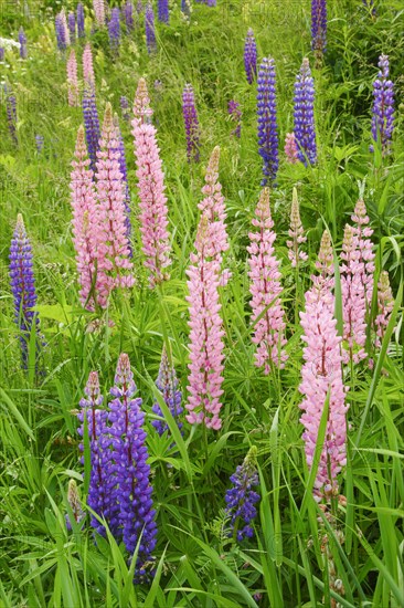 Multileaved lupin