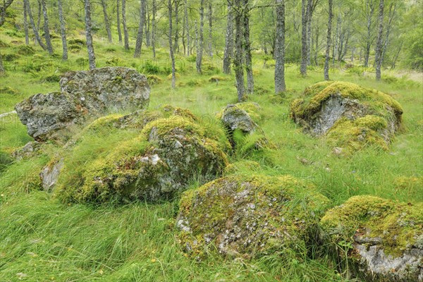 Birch forest