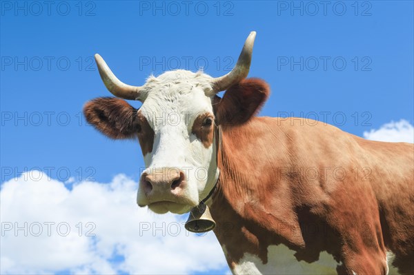 Fleckvieh cow in the Bernese Oberland