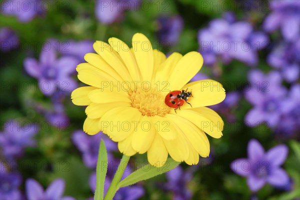 Seven-spot ladybird on marigold