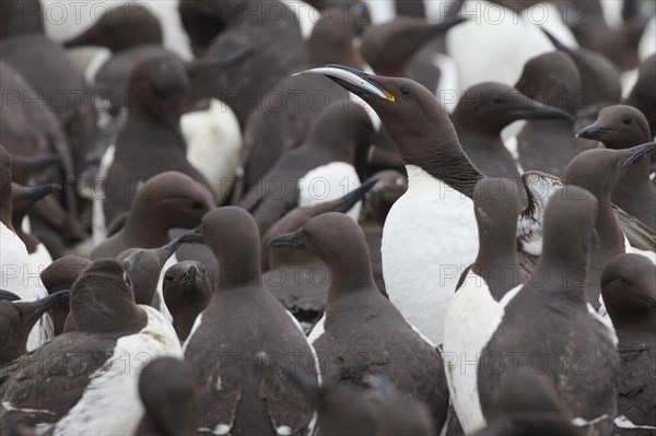 Common Common guillemot