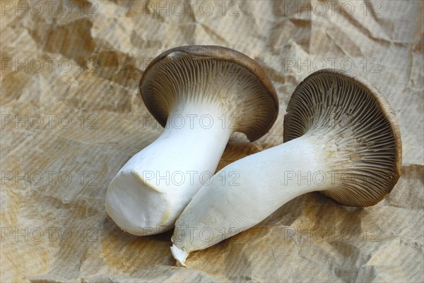 Brauner king trumpet mushroom