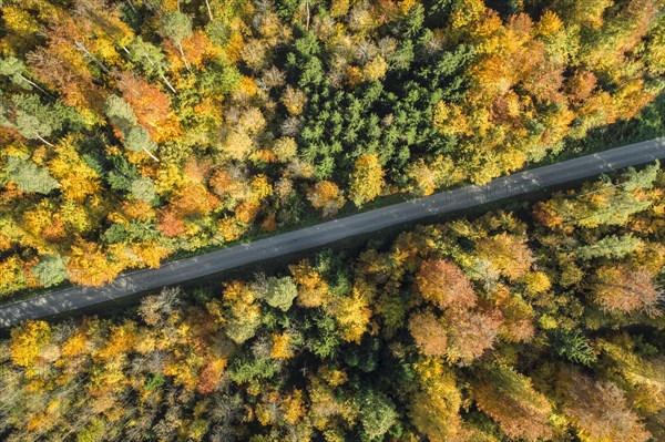 Forest lined road in autumn