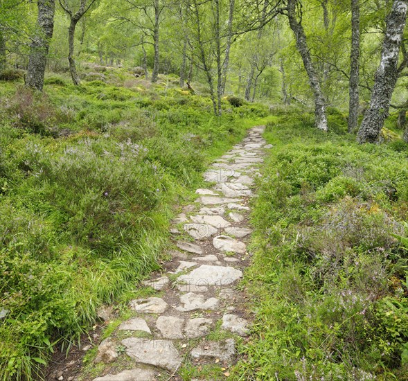 Footpath in birch forest