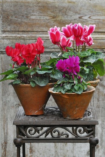 Cyclamen