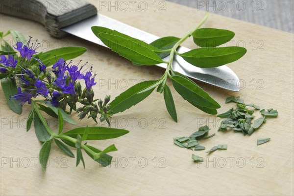 Herb hyssop