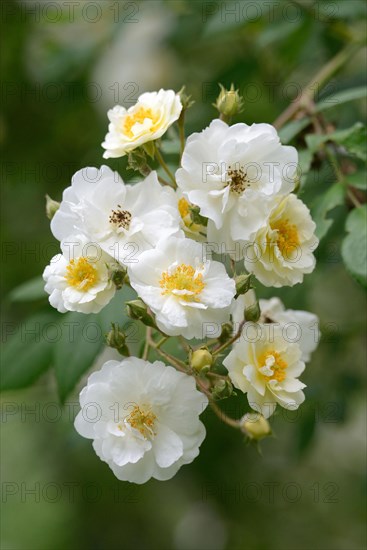 Rambler Rose