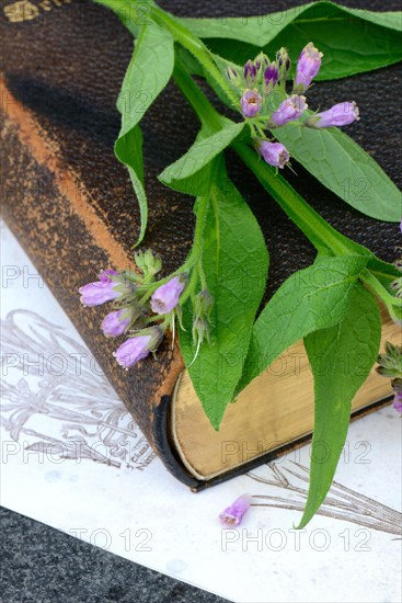 Comfrey