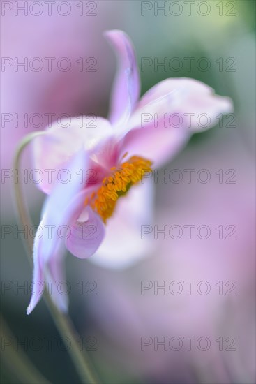 Autumn anemone