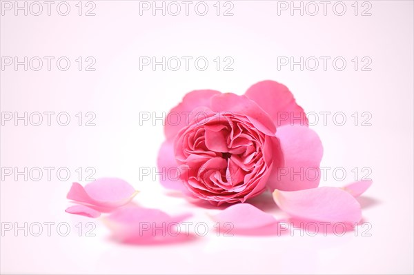 Rose flower and petals