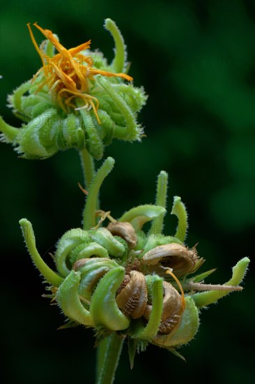 Common Marigold