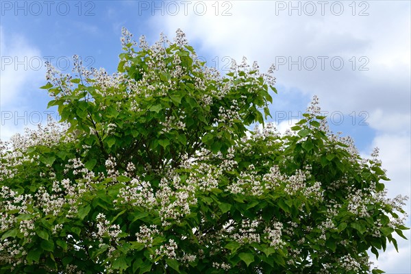 Splendid trumpet tree