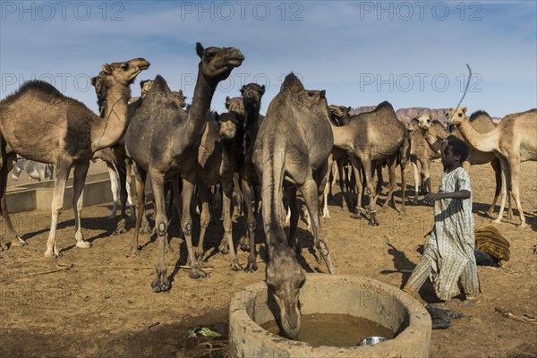 Camels at a water hole