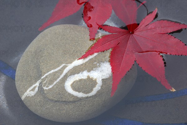 Downy Japanese Mapleleaf on stone in water