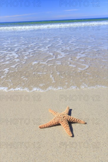 Sandy beach beach on the coast